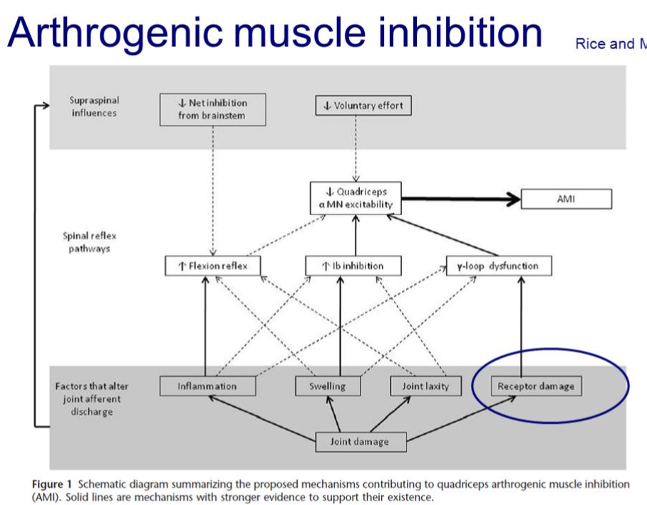 응용 근신경학의 과학적 원리 Scientific principles of applied kinesiology - 신경생리학 ...