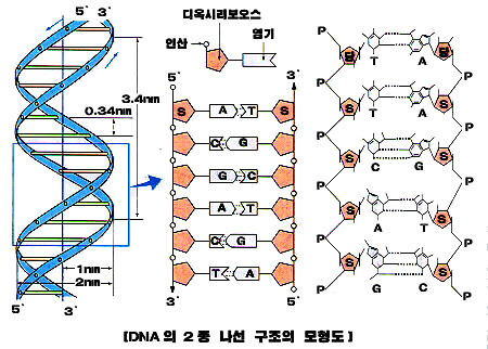 4.생명의 연속성 - 4. 유전자와 형질 발현 - (2) DNA의 구조 및 복제 - 상식이 고교생물 2(完結) - 캡틴lee ...