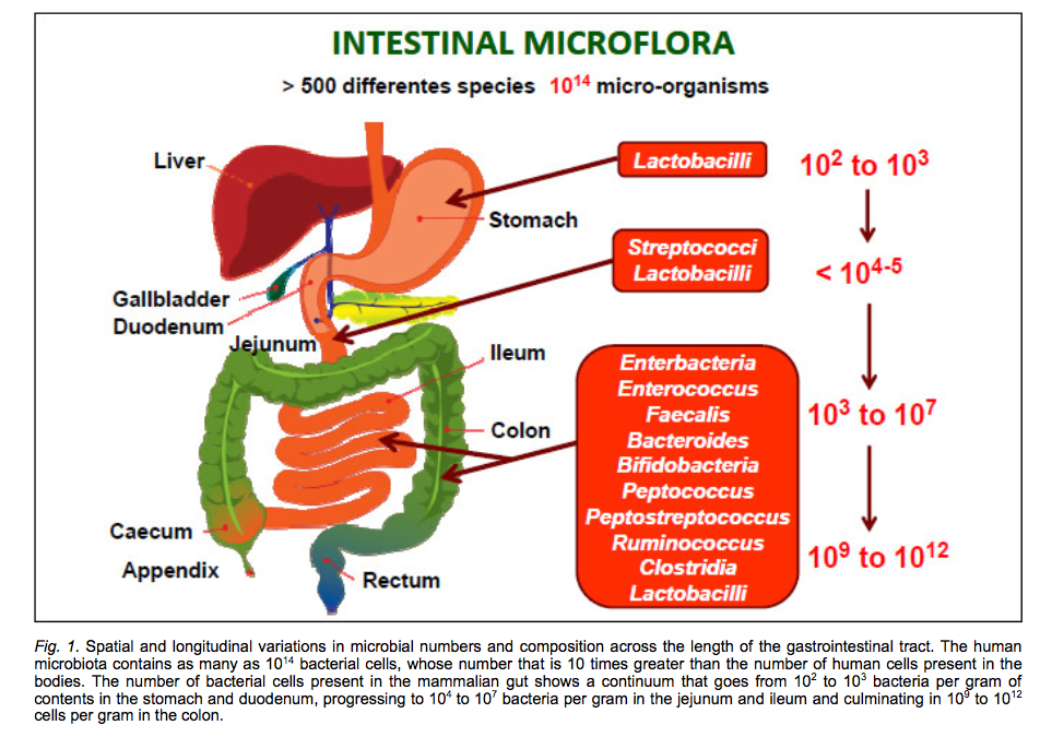 Microbiotica intestinal