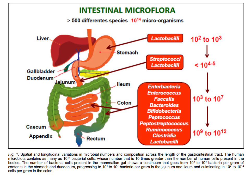 Микробиота тонкой кишки. Микробиота желудочно-кишечного тракта. Микробиота ЖКТ. Микрофлора желудочно кишечного тракта человека. Микрофлора кишечника.