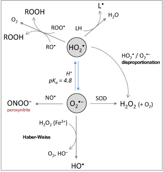 Re: 활성산소의 뇌신경퇴행(치매) 발생기전 2019년 논문 - orthomolecular medicine - 치료적 맞춤운동 ...