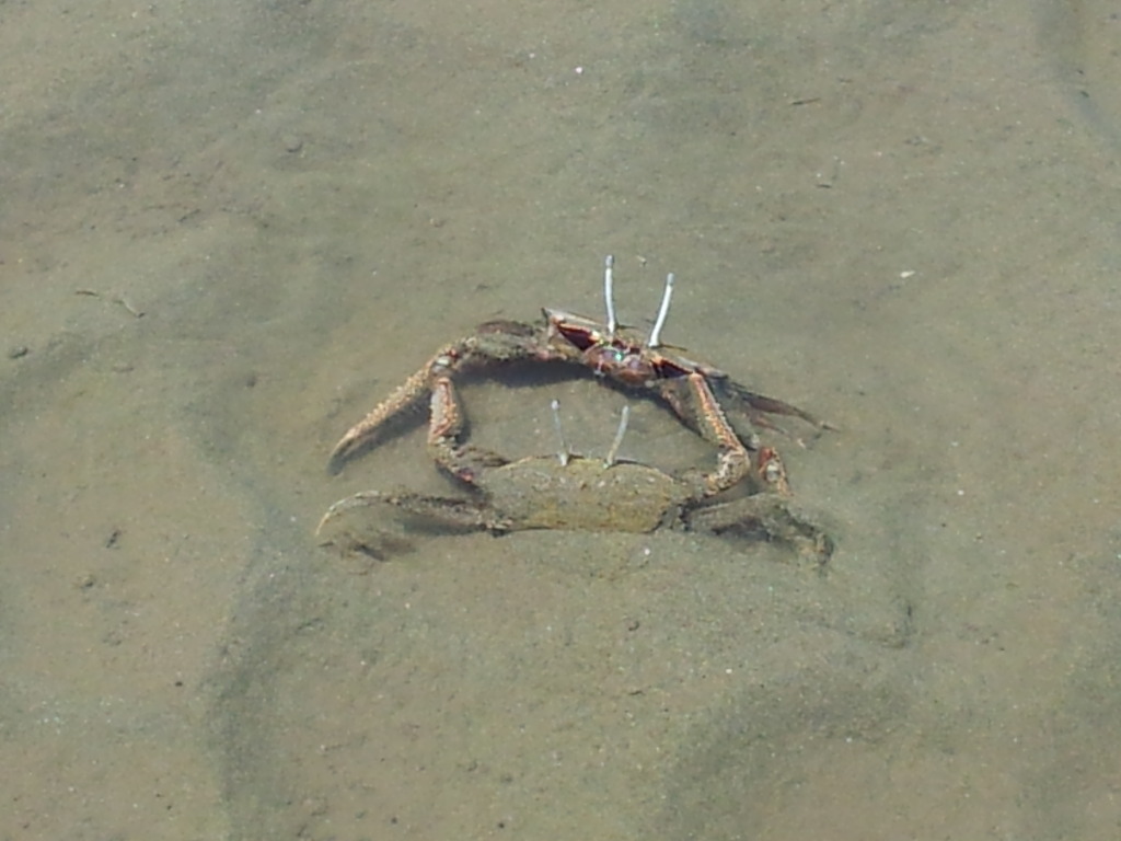 소야도 갔다왔습니다