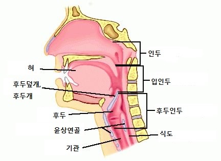 윤상인두근육