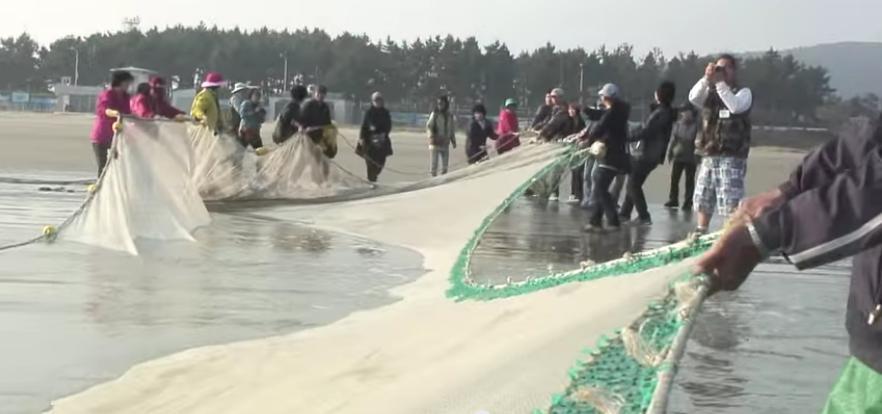 백령도에서 만난 전통 고기잡이 대후리 어법