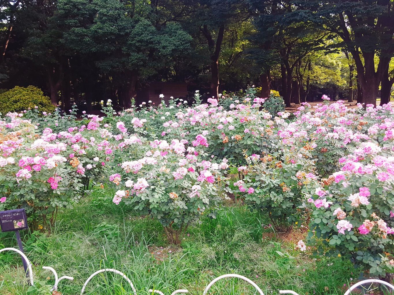 일본 여행 어디갈지 모르겠다고? 한달 동안 도쿄 조져버리기 3탄 - 하라주쿠/신주쿠 주변 - 막생정 - 쭉빵카페