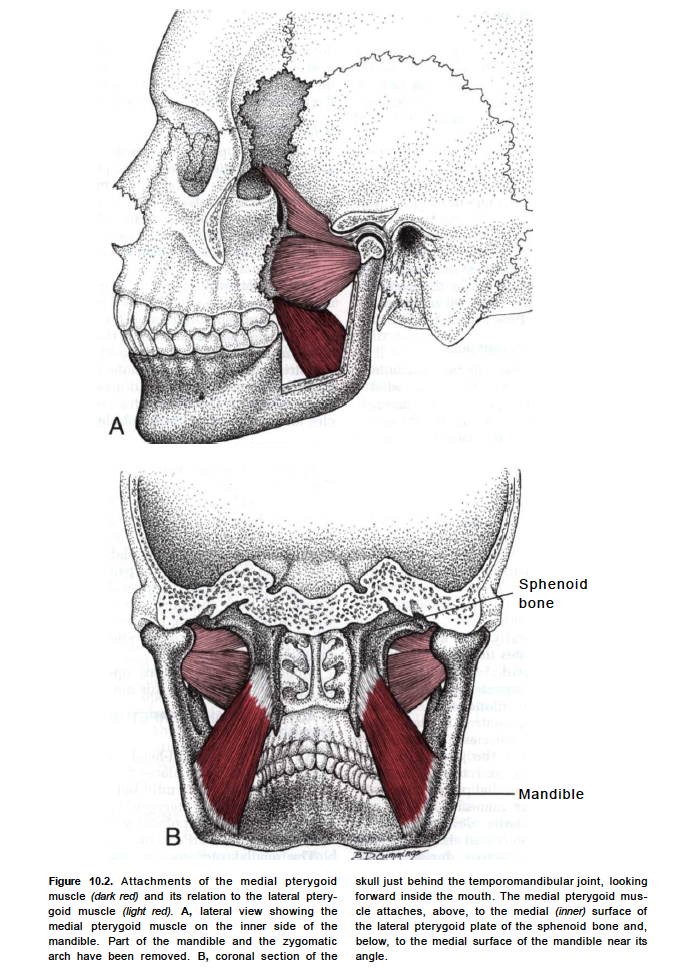 Скуловая дуга картинки