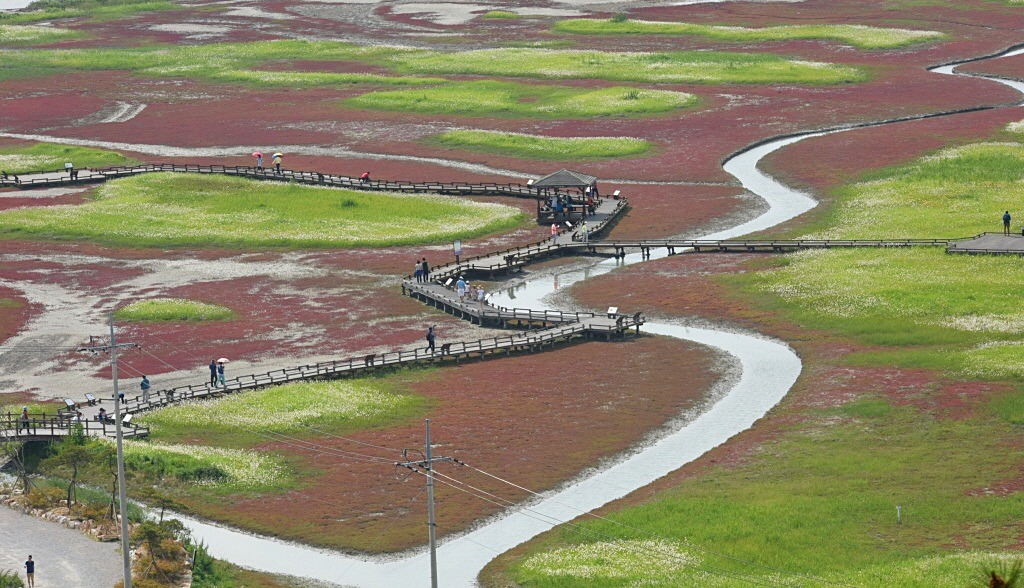 전남 신안군 증도삐삐꽃