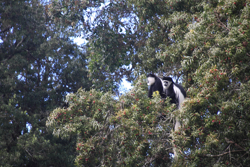더블클릭을 하시면 이미지를 수정할 수 있습니다