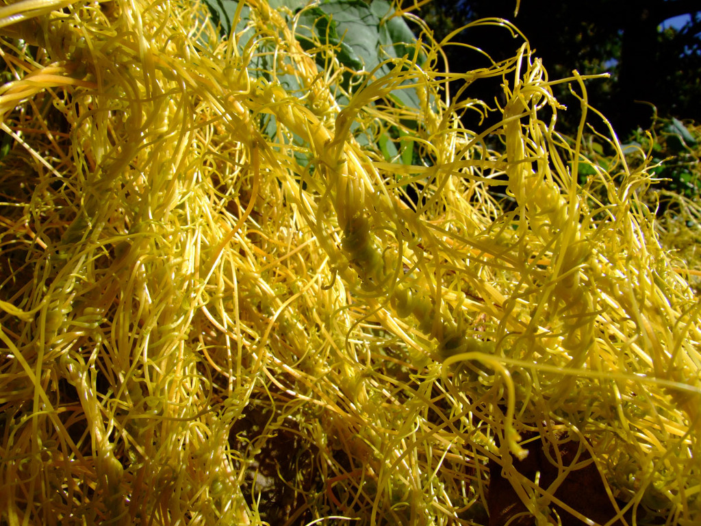 새삼(Cuscuta japonica)토사자(菟絲子) - 새삼 제거법? - • 허브,향신료 기타 - 유토피아 화목원(Utopia ...
