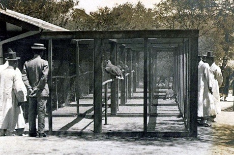 일제강점기 창경원 시절의 창경궁에 대한 사진
