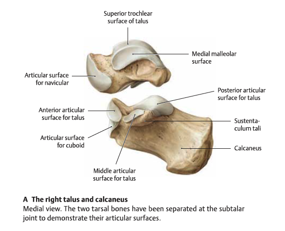 Superior view перевод. Talus строение. Talus анатомия. Trochlea peronealis. Calcaneus строение.