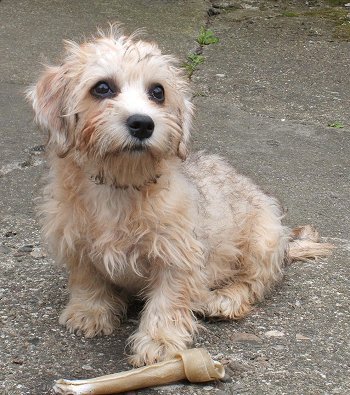 Dainty clearance dinmont terrier