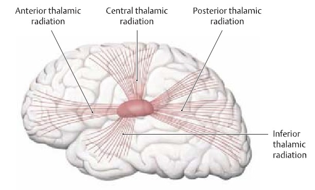 신경해부학(neuroanatomy), 인체 움직임의 뿌리 학문 - 정리중 - 해부학, 생체역학 - 치료적 맞춤운동, 비타미네 ...