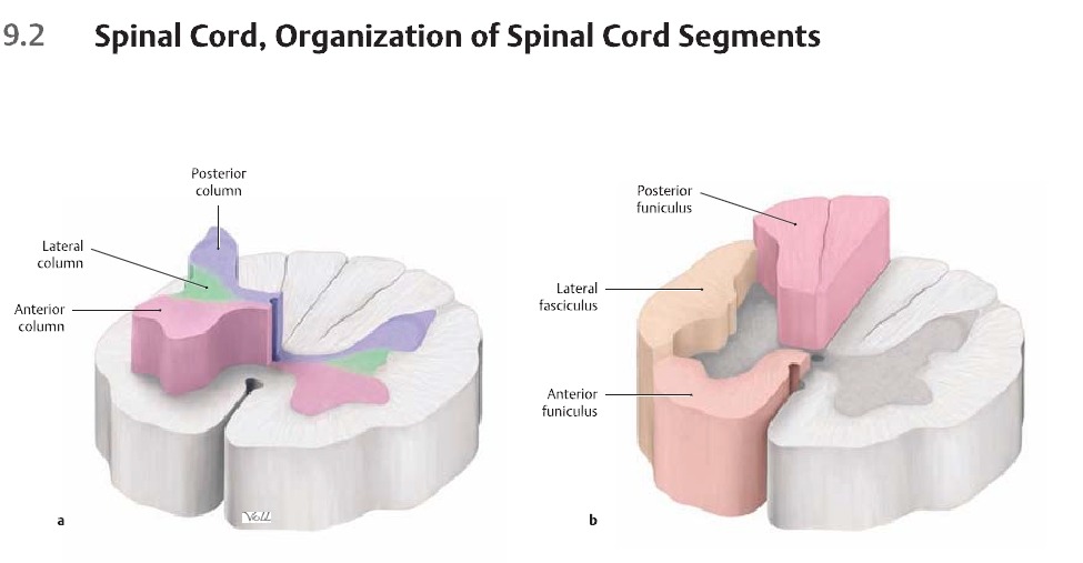 신경해부학(neuroanatomy), 인체 움직임의 뿌리 학문 - 정리중 - 해부학, 생체역학 - 치료적 맞춤운동, 비타미네 ...
