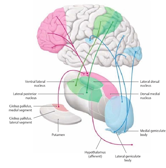 신경해부학(neuroanatomy), 인체 움직임의 뿌리 학문 - 정리중 - 해부학, 생체역학 - 치료적 맞춤운동, 비타미네 ...
