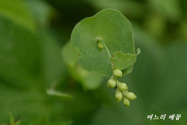 며느리 배꼽풀과 며느리 밑씻개풀