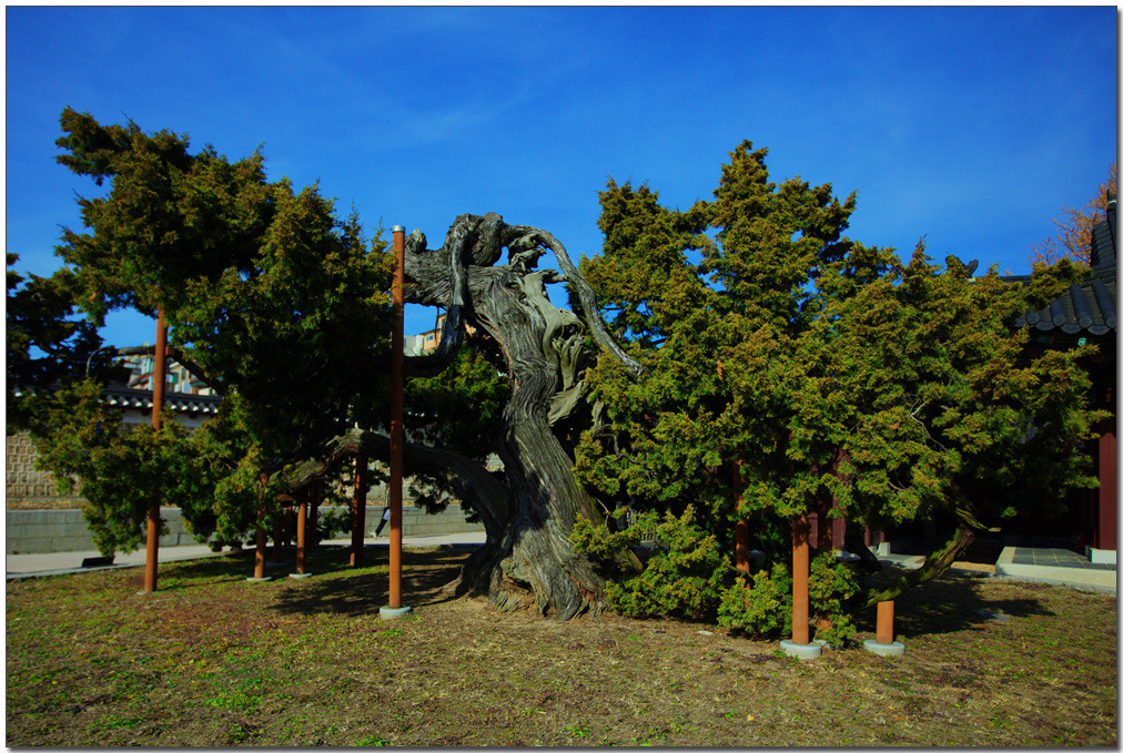 한국의 자원식물. 영원한 향기, 창덕궁의 향나무[檜柏葉] - 들풀 - 201family