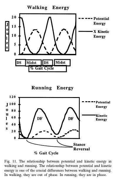 The biomechanics of running. normal gait, gait disturbance. 한글 파일 자료 짱 ...