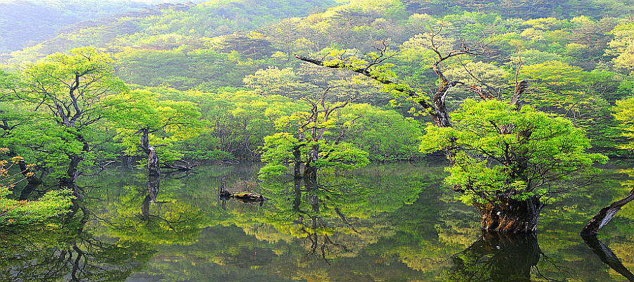 신록은 아름다워라.
