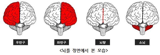 04｜﻿좌뇌와 우뇌를 연결하는 다리, 뇌량 - 뇌과학 이론 - 한국뇌과학코칭협회(KBSCA)