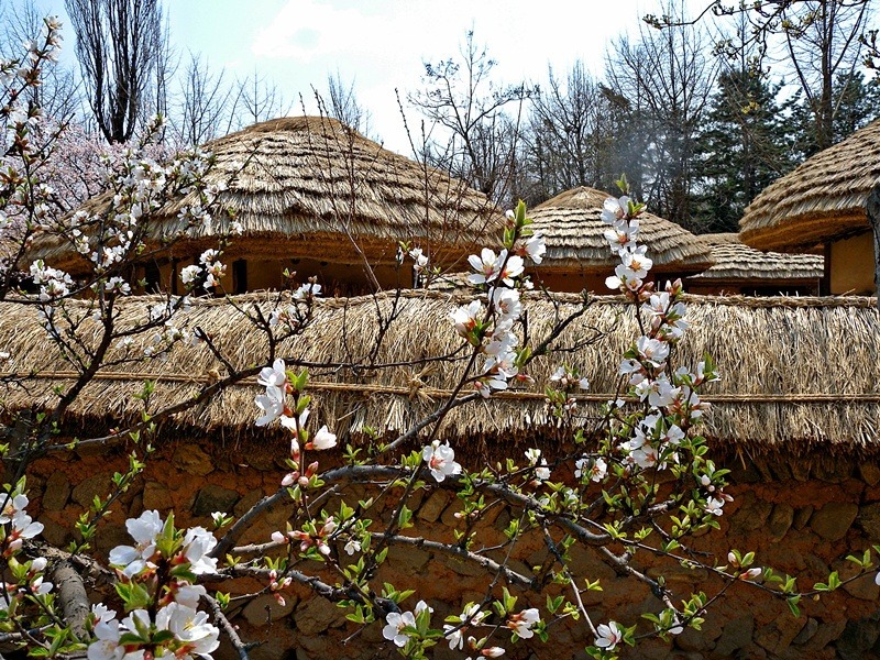 용인 민속촌의 봄 풍경..!!