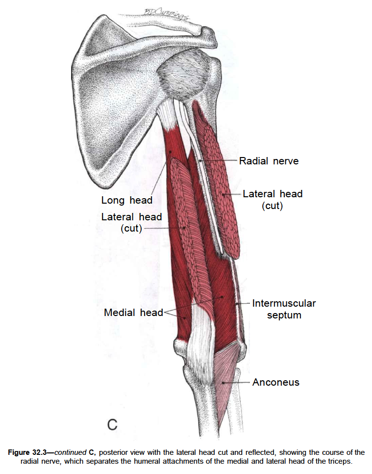 Трехглавая мышца плеча. Плечевая мышца (m. brachialis). Трёхглавая мышца плеча, m. Triceps brachii:. Длинная головка трехглавой мышцы плеча функции. Прикрепление трехглавой мышцы плеча.