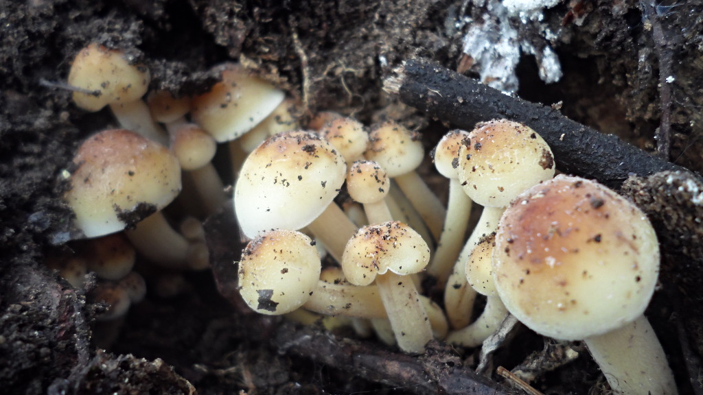 수미산 천남성 - 보호, 비밀, 여인의 복수, 장대한 아름다움 -