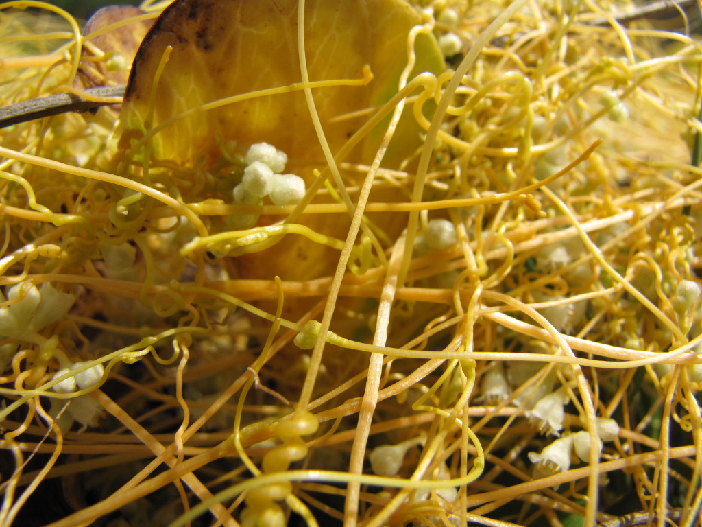 새삼(Cuscuta japonica)토사자(菟絲子) - 새삼 제거법? - • 허브,향신료 기타 - 유토피아 화목원(Utopia ...