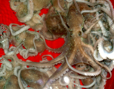 죽은 소도 일어나게 한다는 하의도 갯벌 낙지