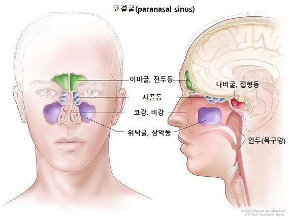 윤상인두근육