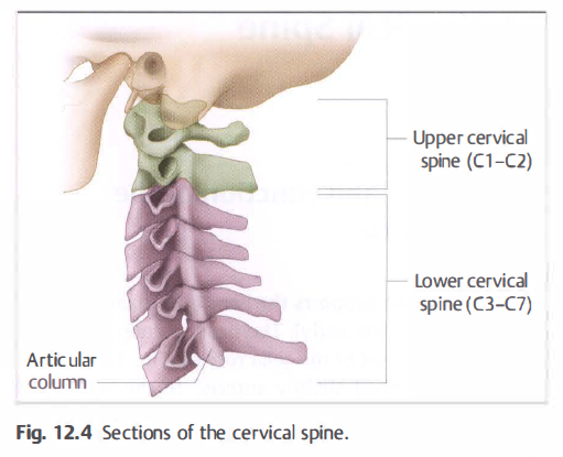 Cervical Spine의 구조 생체역학 그리고 촉진 Palpation Technique 꼭 다시 정리해야 해부학 생체역학 치료적 맞춤운동 비타미네 연구소