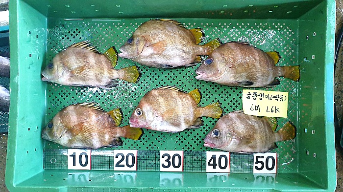 [추가] 돌돔(줄돔),금풍생이(딱돔),참돔,우럭,농어,민어,잡어 - 오늘의 판매생선 - 목포유진수산(생선카페)
