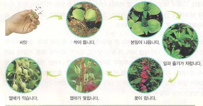 한해살이 식물 종류