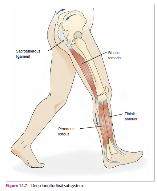 lumbar-pelvis-hip compex overhead squat, one leg squat 검사결과와 치료법 - 정리중 ...