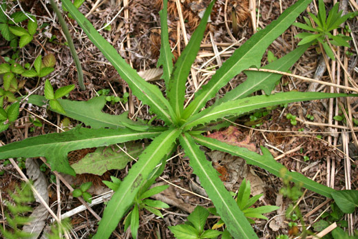 왕고들빼기(씀바귀)의 효능