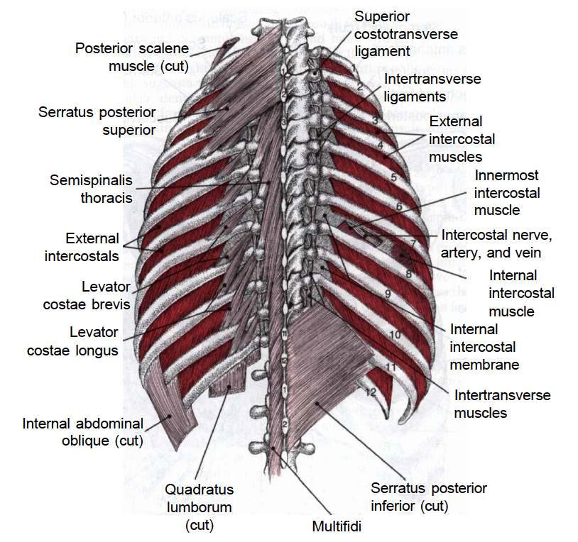 Serratus anterior мышца анатомия