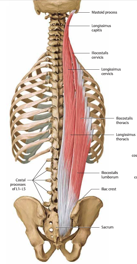 Musculus iliocostalis