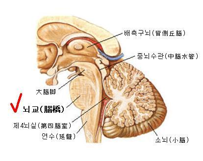 뇌교 - 뇌의 구조와 기능 - 한국뇌과학코칭협회(KBSCA)