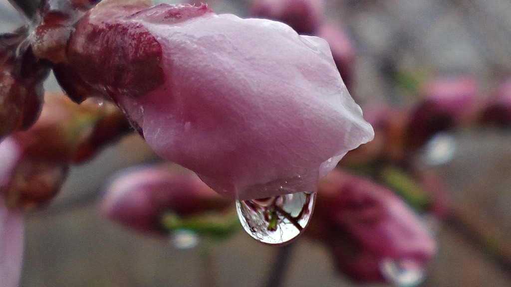 수미산 천남성 - 보호, 비밀, 여인의 복수, 장대한 아름다움 -