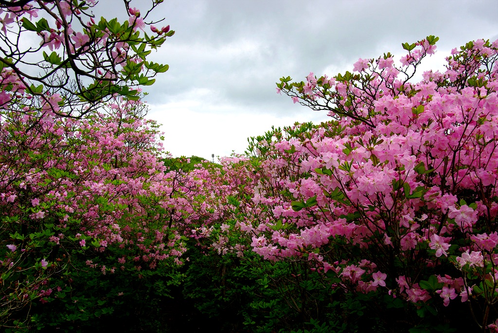신록의 아름다운 풍경 이미지..