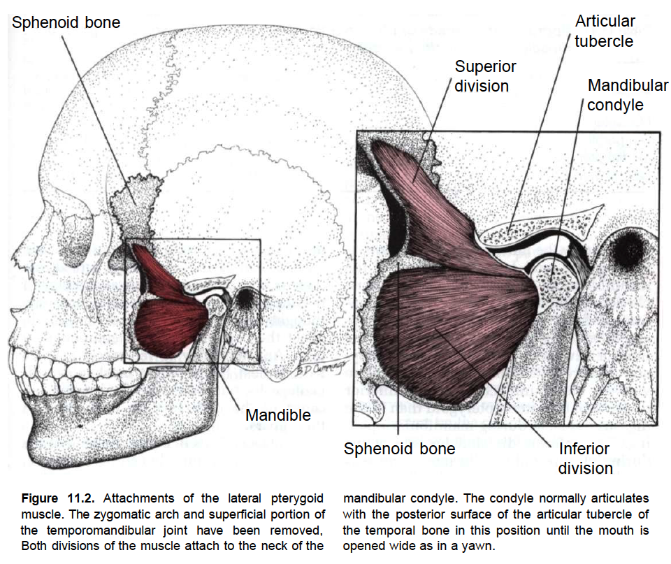 Прикрепление латеральной крыловидной мышцы. Внутренняя (медиальная) крыловидная мышца. Верхняя головка латеральной крыловидной мышцы. Латеральная крыловидная мышца функции. Латеральная крыловидная мышца (m. pterygoideus lateralis).