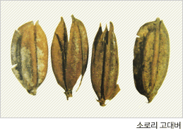 세계에서 가장 오래된 볍씨 충청북도 청원군에서 발견