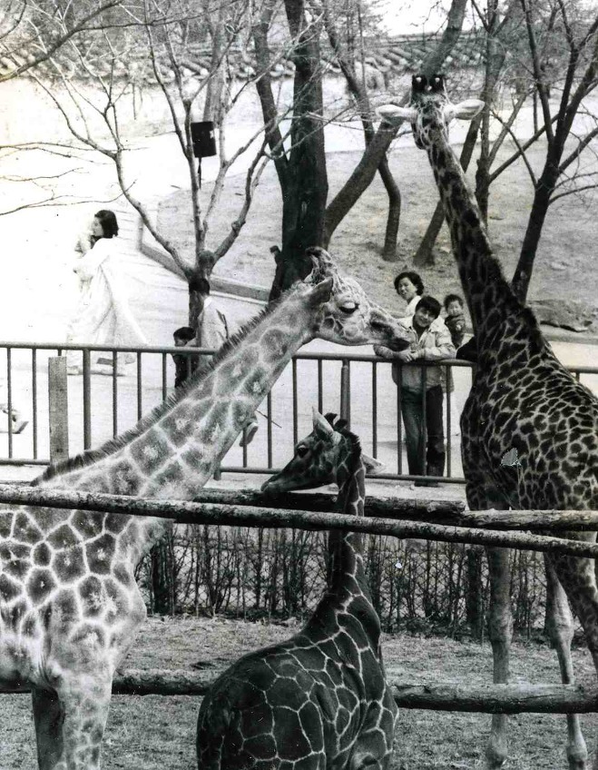 어릴적 창경원동물원의 추억이 깃든 창경궁을 가다.