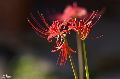 [10월 전북 고창 선운산 천마봉 산행 공지]