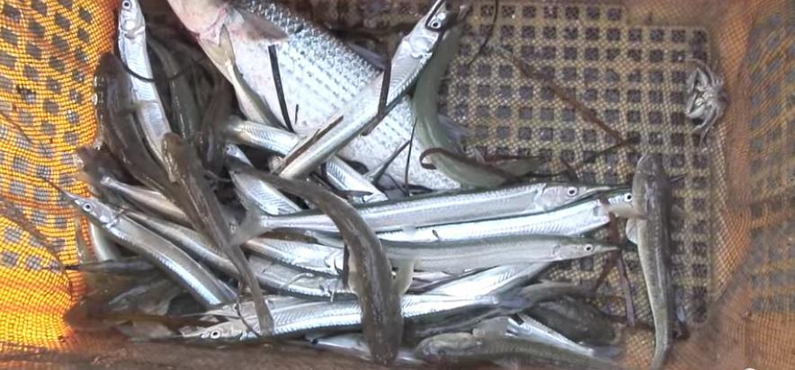 백령도에서 만난 전통 고기잡이 대후리 어법