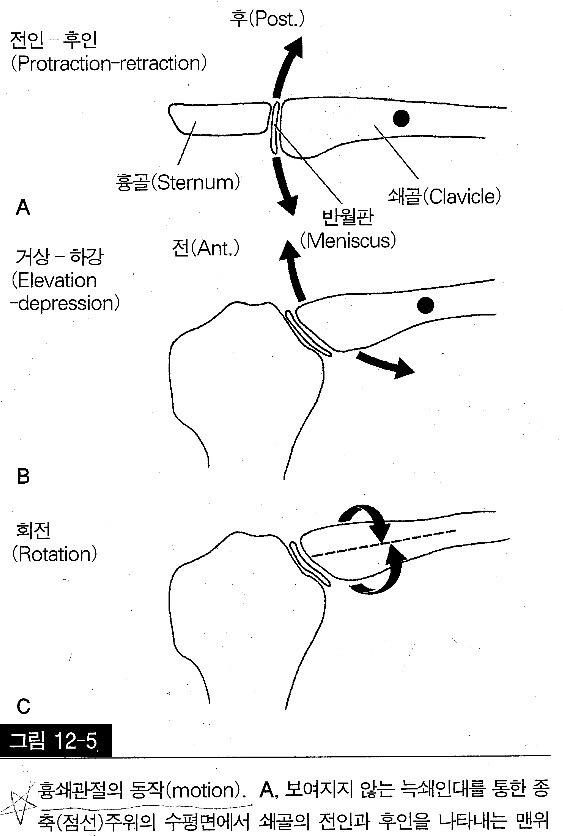 활액 관절의 open pack and closed pack position 그리고 관절가동의 기본 원리 해부학, 생체역학