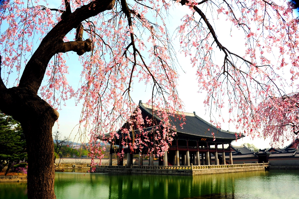 경복궁의 봄
