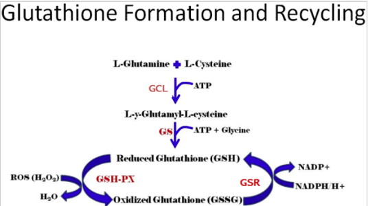 gsr glutathione Reductase (GSR) Human Gene Knockout Kit (CRISPR) gsr glutathione disulfide reductase Oxidative
