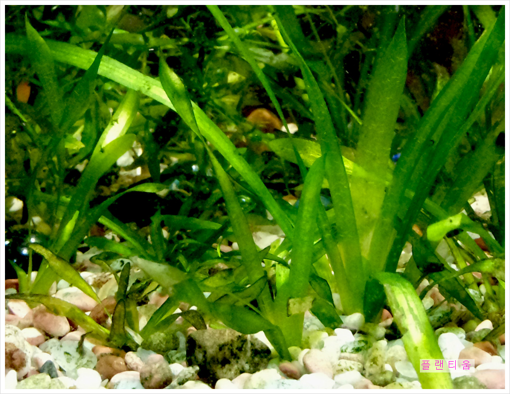 발리스네리아 (Vallisneria) - 식물이야기 - 플랜티움