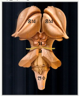 뇌교 - 뇌의 구조와 기능 - 한국뇌과학코칭협회(KBSCA)